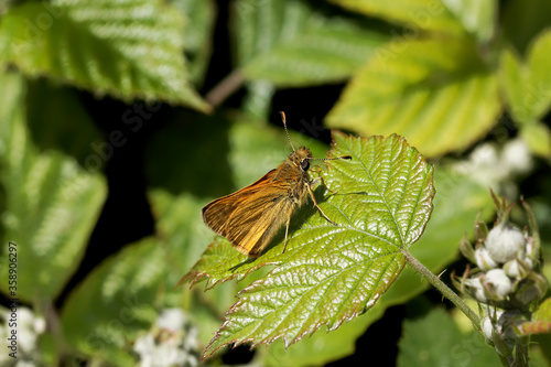 A Large Skipper Butterfly basking on a Bramble leaf.