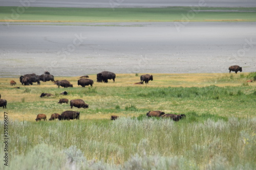 Bison on the lake 4