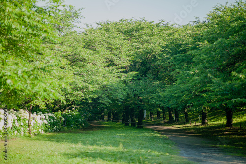 公園の風景