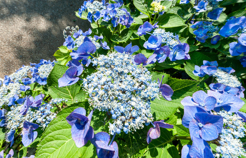 梅雨の季節のあじさい