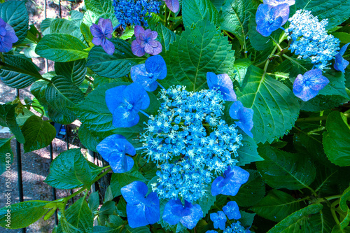 梅雨の季節のあじさい