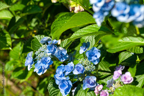 梅雨の季節のあじさい