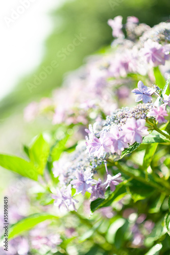 梅雨の季節のあじさい