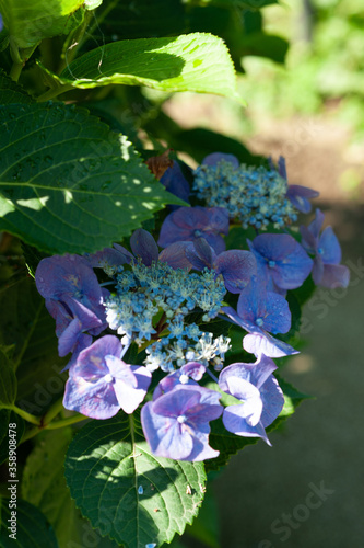 梅雨の季節のあじさい