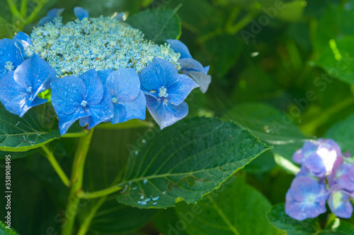 梅雨の季節のあじさい
