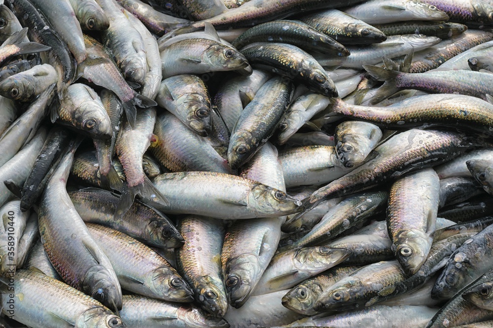 Fresh Pacific herring ( Clupea pallasii ) catch. Closeup. Sea of Okhotsk. Khabarovsk Krai, far East, Russia. Fresh Pacific herring ( Clupea pallasii ) catch. Closeup. Sea of Okhotsk. Khabarovsk Krai, far East, Russia.