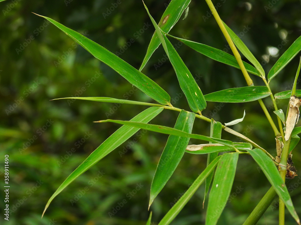 Fototapeta premium Bamboo Leaves. Bambusa tulda, or Indian timber bamboo, is considered to be one of the most useful of bamboo species. It is native to the Indian subcontinent, Indochina, Tibet, and Yunnan.