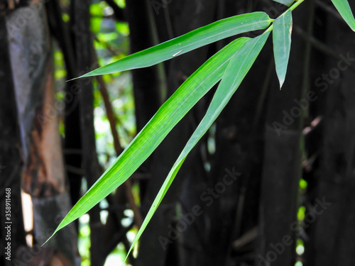 Bamboo Leaves. Bambusa tulda, or Indian timber bamboo, is considered to be one of the most useful of bamboo species. It is native to the Indian subcontinent, Indochina, Tibet, and Yunnan. photo
