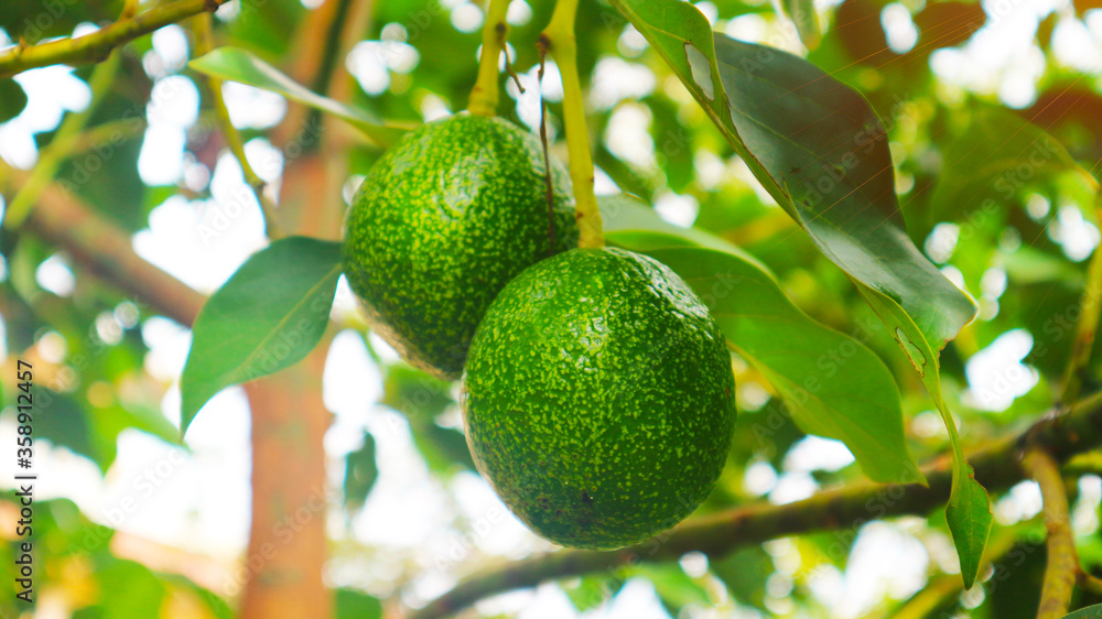 The 8th avocado species in the avocado breeding park, Tak, Thailand