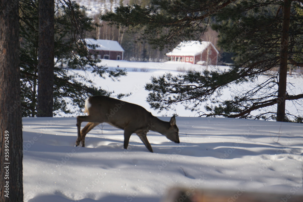 Reindeer in the forest with so much snow at Sweden winter time Reindeer in the forest with so much snow at Sweden winter time
