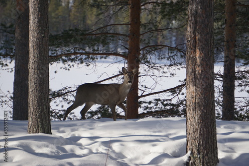 Reindeer in the forest with so much snow at Sweden winter time