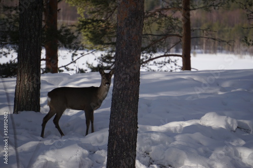 Reindeer in the forest with so much snow at Sweden winter time © Gigi