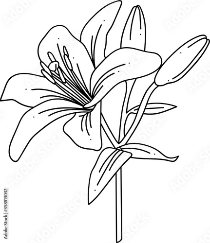 modern minimalist line art lily flower