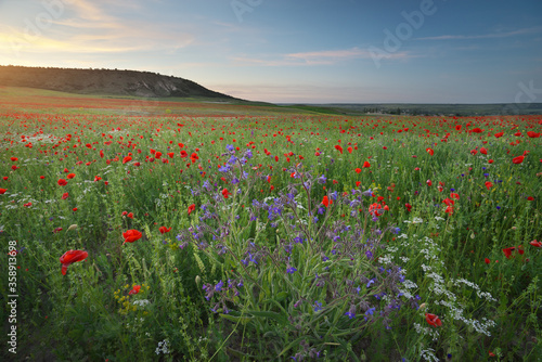 Spring medoaw of flowers at sunset.