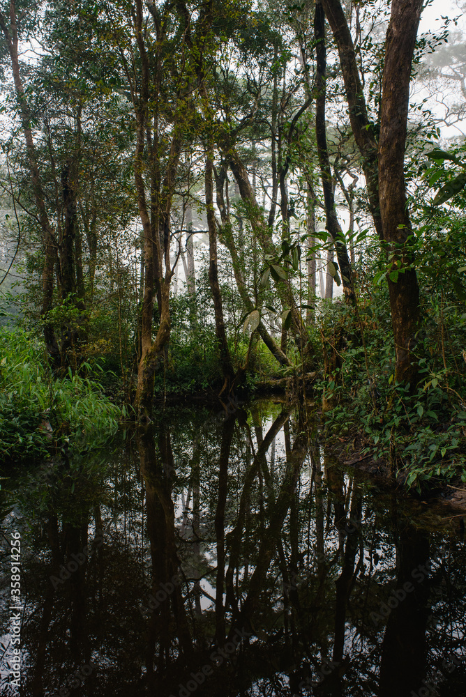 reflection of trees in the in the stream at Phu Soi Dao National Park, Thailand. reflection of trees in the in the stream at Phu Soi Dao National Park, Thailand.