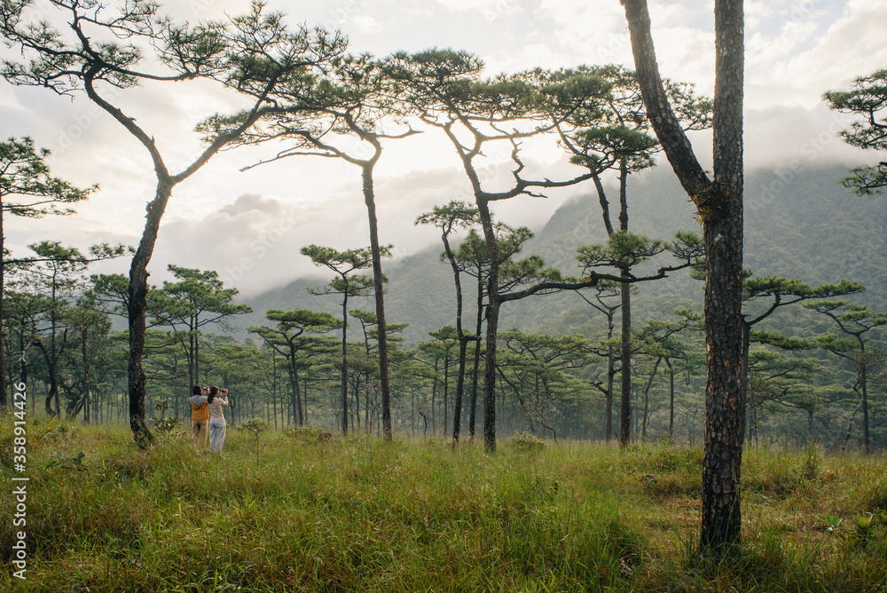 Fototapeta premium Trees in the morning fog with tourists enjoying the view at Phu Soi Dao National Park, Thailand in horizontal.