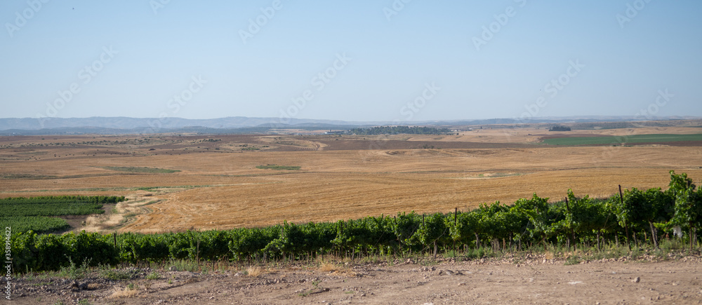 Obraz premium Typical Southern Israel landscape image