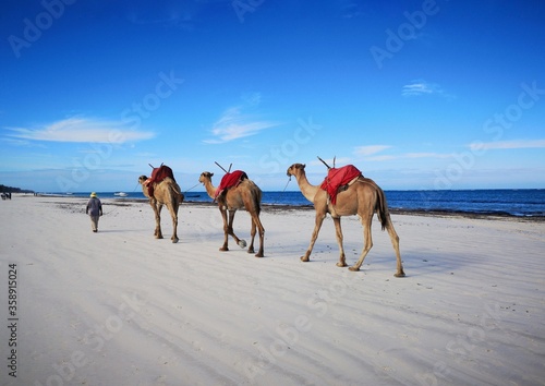 Camels on the Swahili Coast