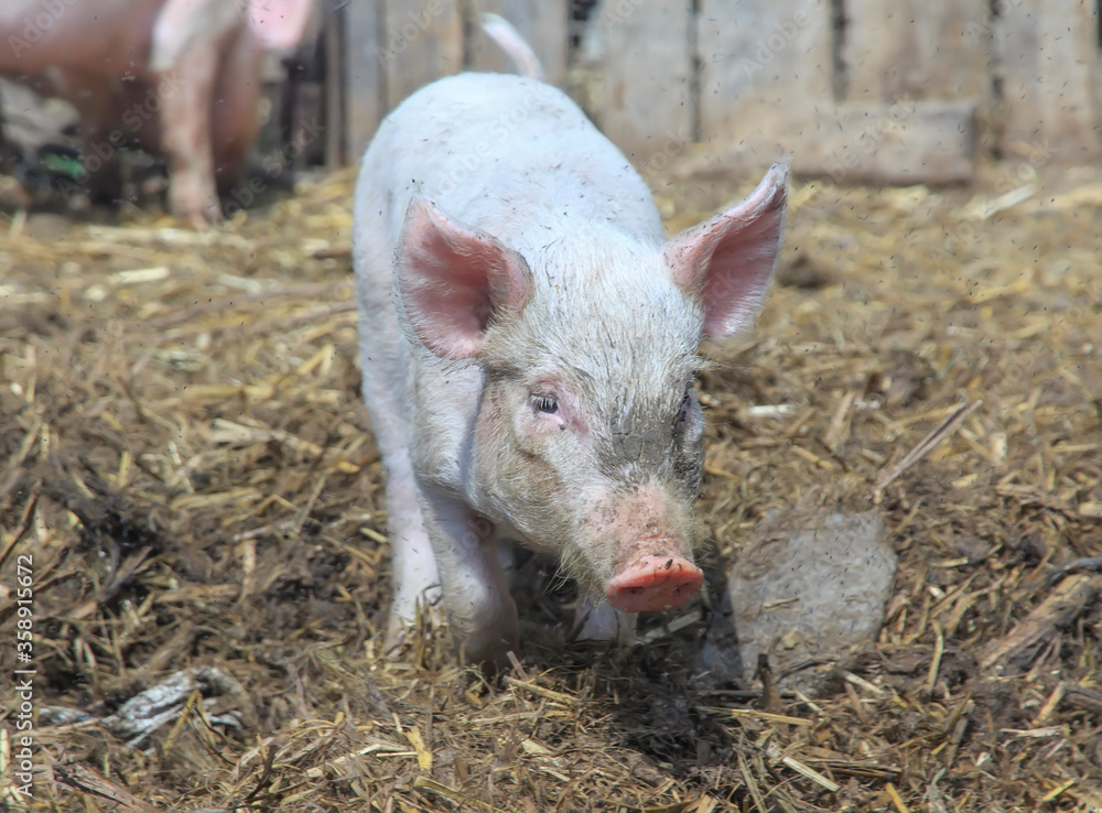 young running dirty piggy in the household young running dirty piggy in the household