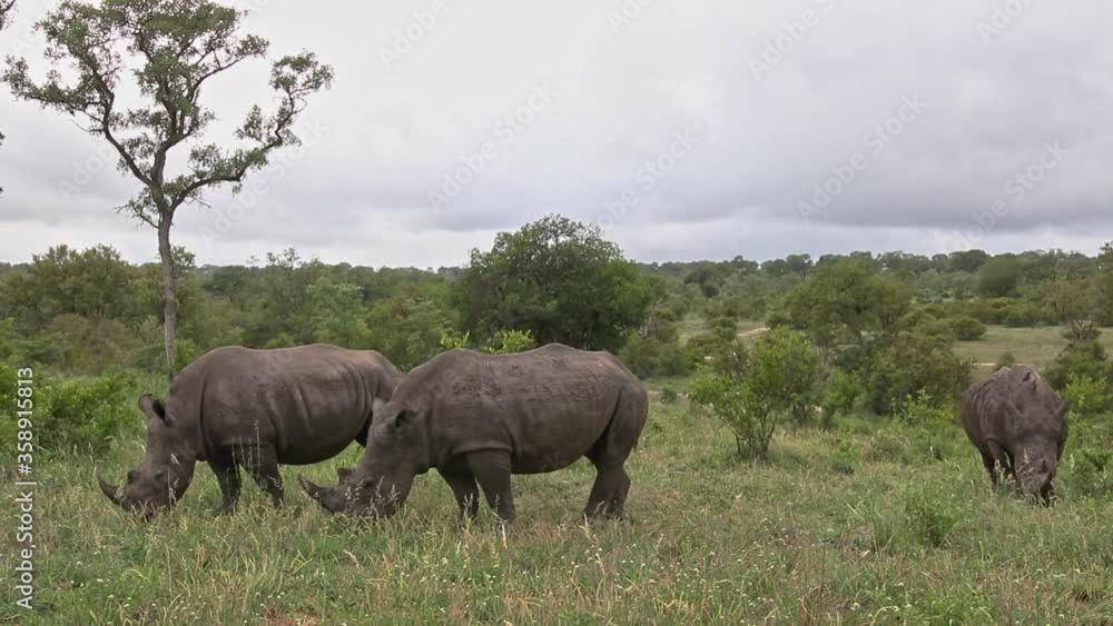 White Rhinos Grazing On The Grassland In Sabi Sands Game Reserve, South Africa - medium shot White Rhinos Grazing On The Grassland In Sabi Sands Game Reserve, South Africa - medium shot