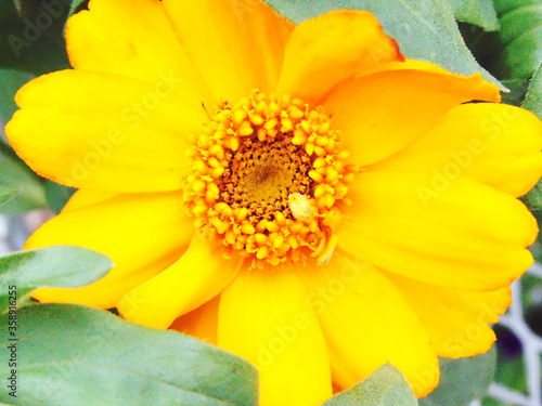 A yellow daisy.