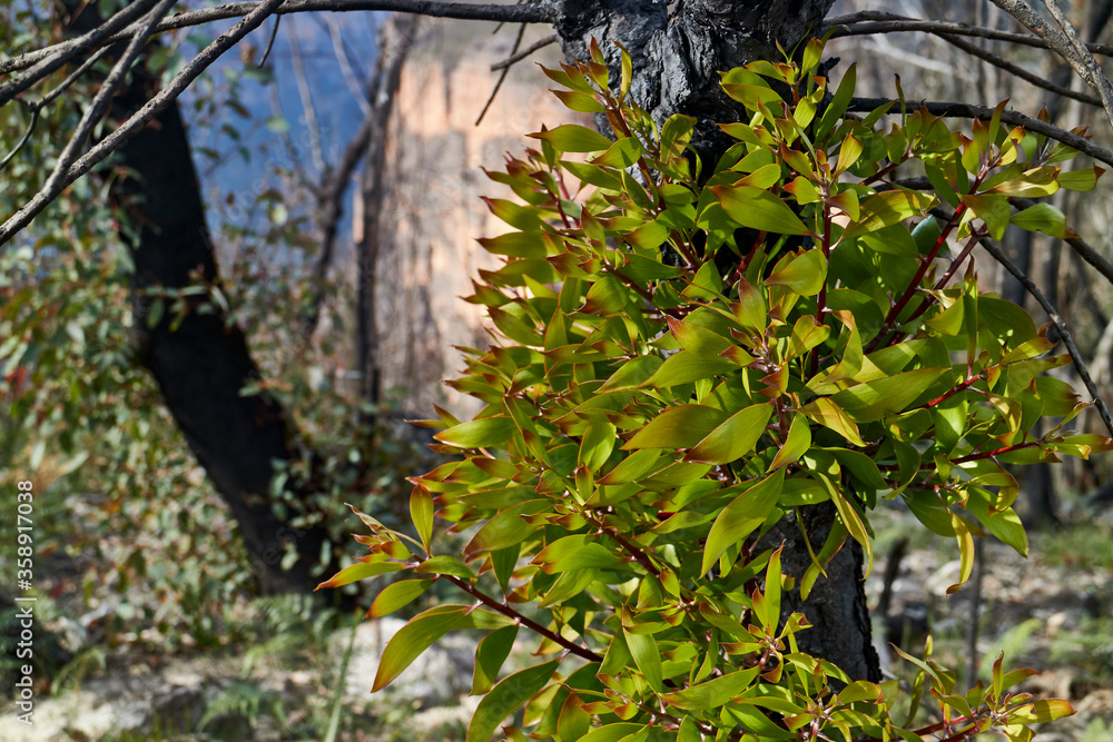Burnt bushland near Blackheath in the Blue Mountains, NSW, Australia. Burnt bushland near Blackheath in the Blue Mountains, NSW, Australia.