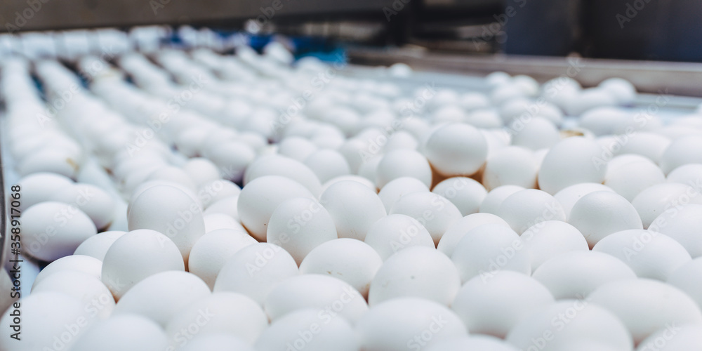 Obraz premium egg factory industry poultry conveyor production