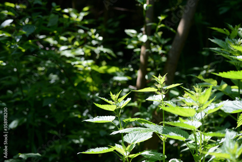 Green nettle leaves in the summer forest on a sunny day. Medicinal plant in the natural environment