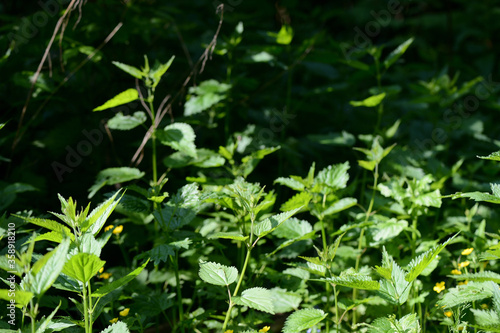 Green nettle leaves in the summer forest on a sunny day. Medicinal plant in the natural environment