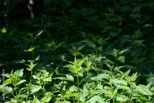 Green nettle leaves in the summer forest on a sunny day. Medicinal plant in the natural environment