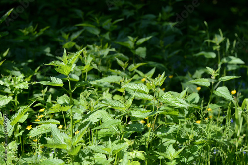 Green nettle leaves in the summer forest on a sunny day. Medicinal plant in the natural environment