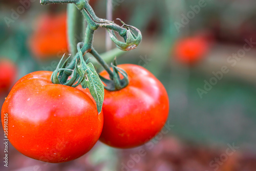 Closeup red tomato hang on branch in a garden with natural lights on blurred background.