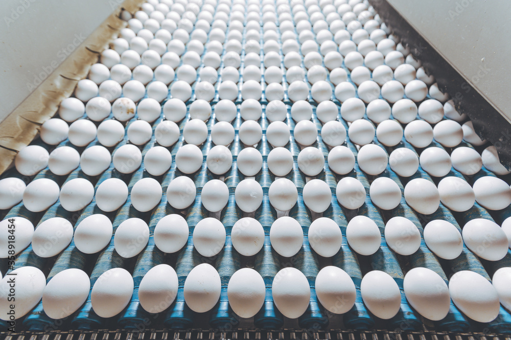 egg factory industry poultry conveyor production egg factory industry poultry conveyor production