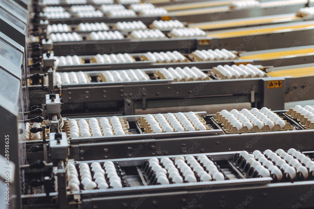 egg factory industry poultry conveyor production