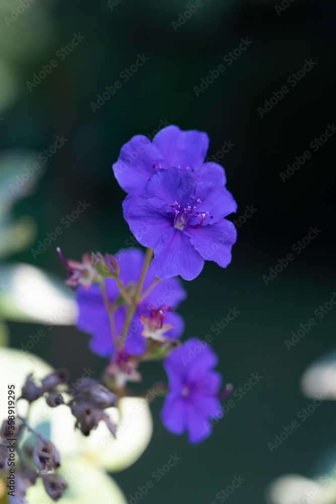 flor roxa em jardim de casa flor roxa em jardim de casa