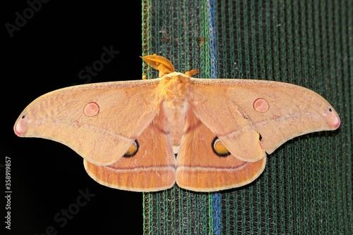 Helena Gum Moth (Opodiphthera helena)at night, South Australia photo