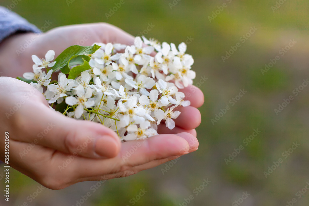 cherry flowers in the hands of a girl cherry flowers in the hands of a girl