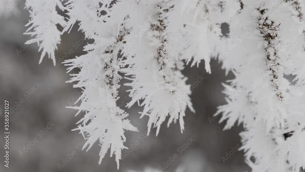 Hoarfrost and snow covering the tree branch on a winter freezing morning Hoarfrost and snow covering the tree branch on a winter freezing morning