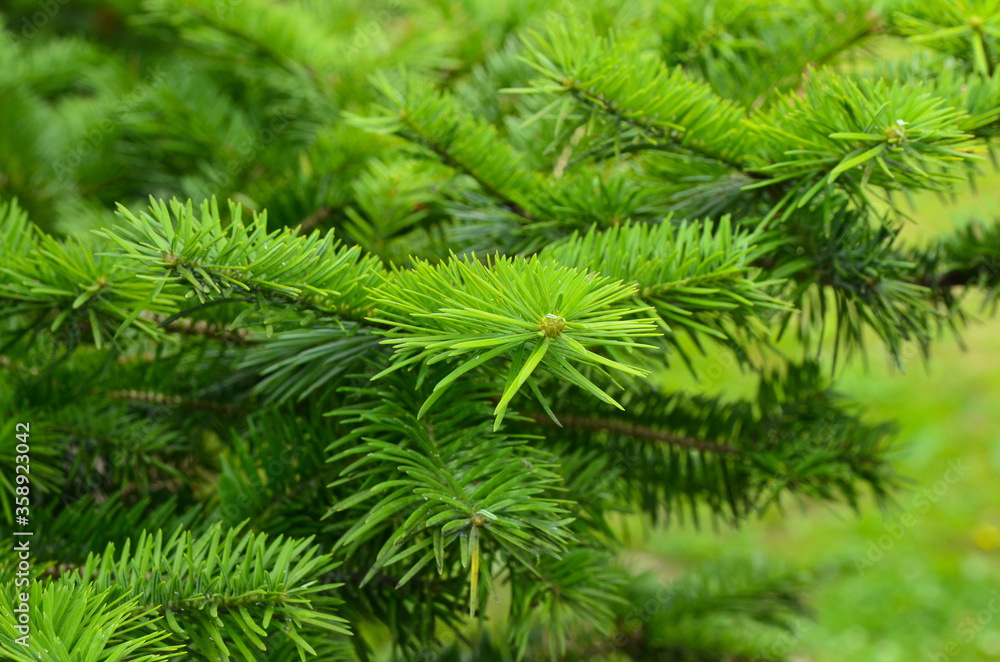texture or background close up of spruce spines texture or background close up of spruce spines
