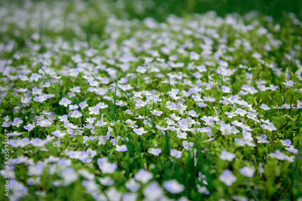 Small white flowers in a green field, beautiful spring summer background. Soft focus. Image for agriculture, perfumes, SPA cosmetics, medical industry and various advertising materials.