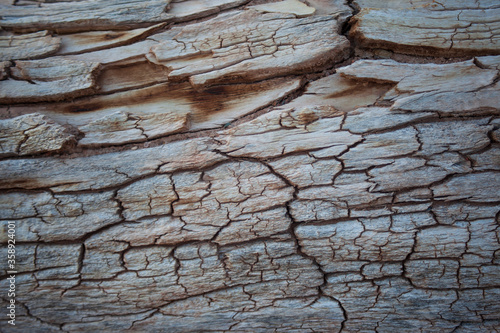 Old Wood Texture