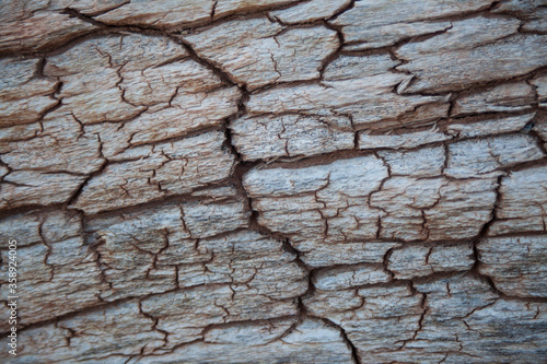 Dry Wood
