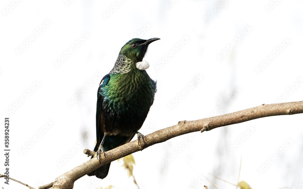 Fototapeta premium New Zealand Native Tui Bird