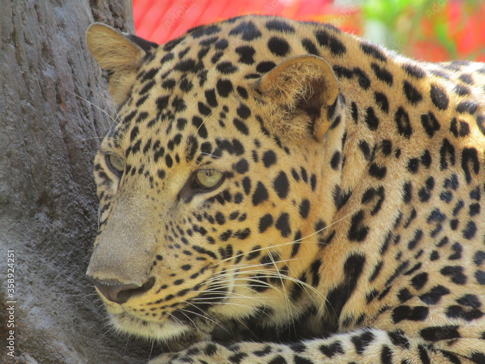 Fototapeta premium Indian Leopard