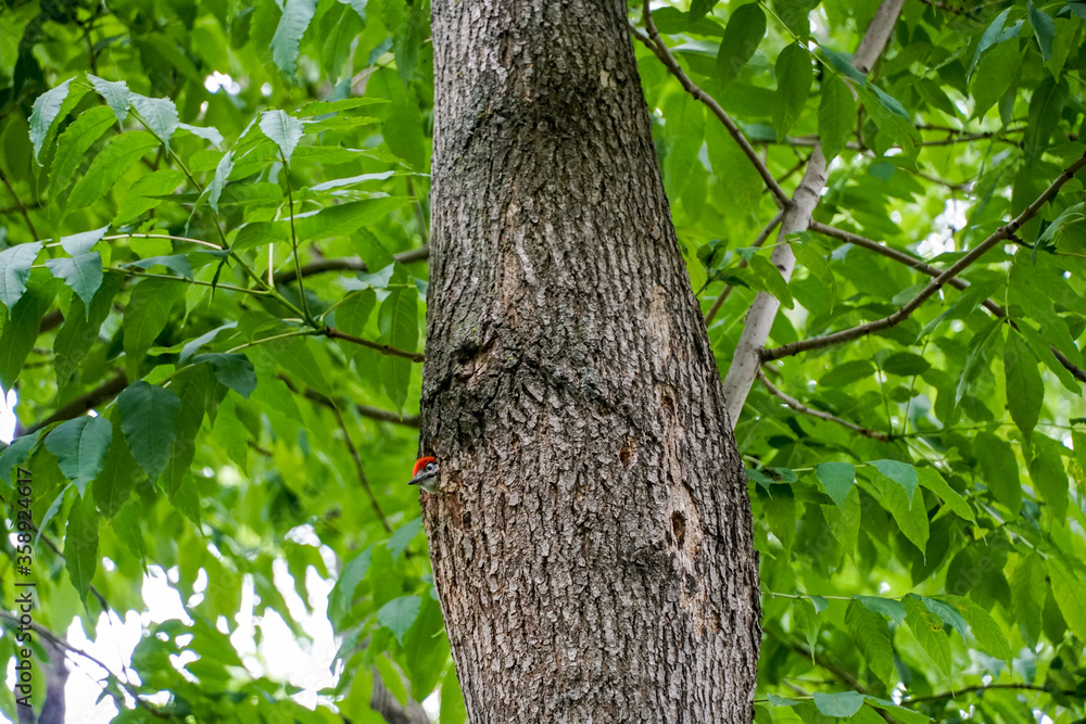 variegated woodpecker chick peeks out of a hollow on a tree, summer green wallpaper, Dendrocopos major variegated woodpecker chick peeks out of a hollow on a tree, summer green wallpaper, Dendrocopos major