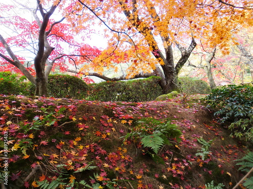 紅葉