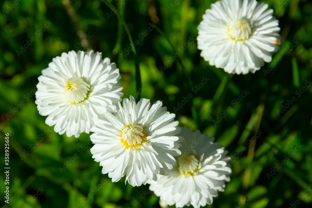 daisy flowers on a background of green grass in summer bright sunny day daisy flowers on a background of green grass in summer bright sunny day