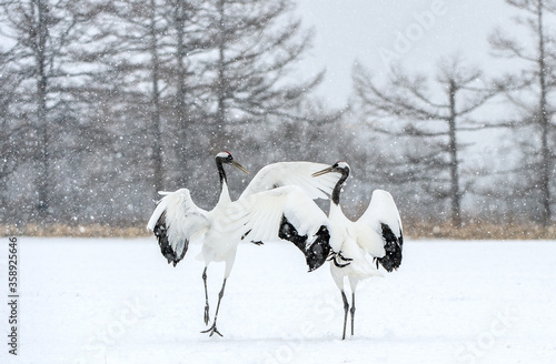 Dancing Cranes. The ritual marriage dance of cranes. The red-crowned crane. Scientific name  Grus japonensis  also called the Japanese crane or Manchurian crane. Natural Habitat. Japan.