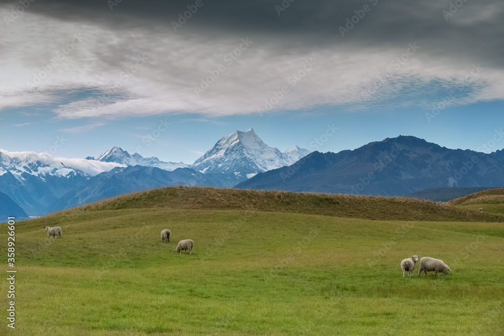 Sheep Grazing with Mt Cook in the Background, South Island, New Zealand