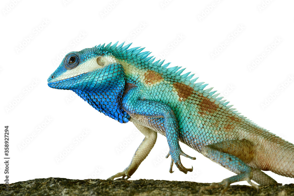 Fototapeta premium exotic blue lizard isolated on white background in strength stare